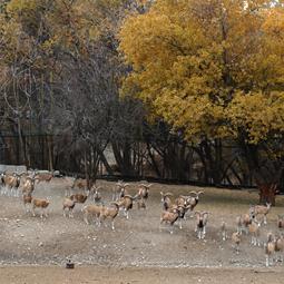 میشه زار محوطه نگهداری گوزن کوهی در پارک چیتگر