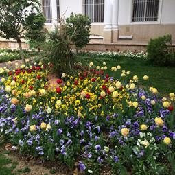 عکس گل های پارک چیتگر